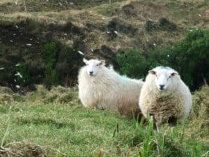 Corca Dhuibhne - Dingle Peninsula